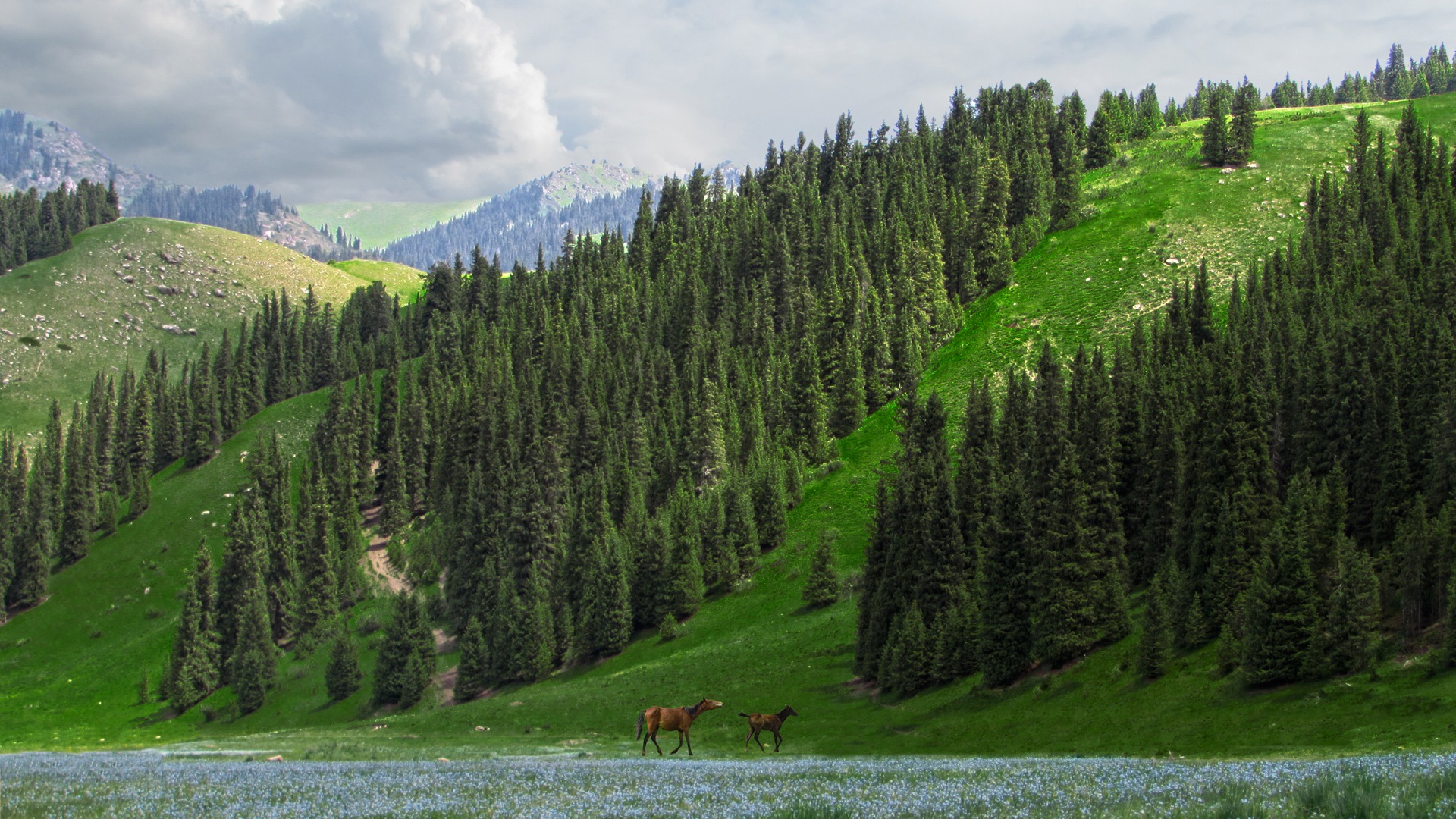 Алматинская область фото. Алматинские горы летом. Алматинские горы фото обои.