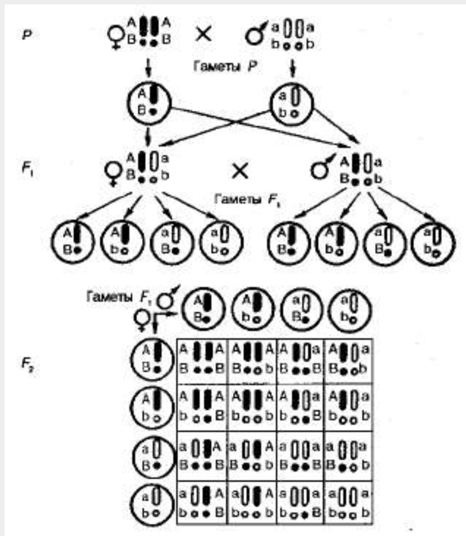 Скрещивание хромосом. Цитологическое обоснование 1 закона Менделя. Цитологическое обоснование 2 закона Менделя. Цитологическое обоснование законов Менделя. Цитологические основы дигибридного.