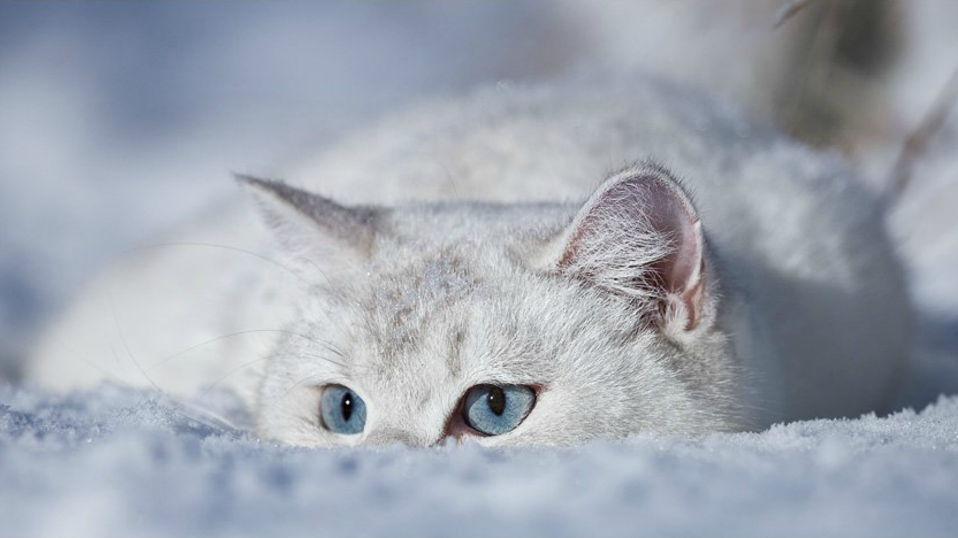 Белый кот на снегу