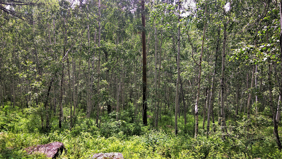 С одной стороны скал хвойный лес, а с другой — вот такая замечательная березовая роща. — Jeep Grand Cherokee (WK)