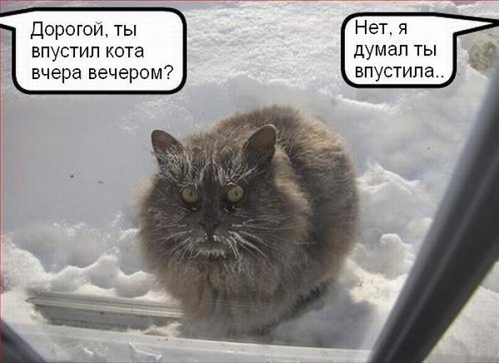 Зимний мем с котом