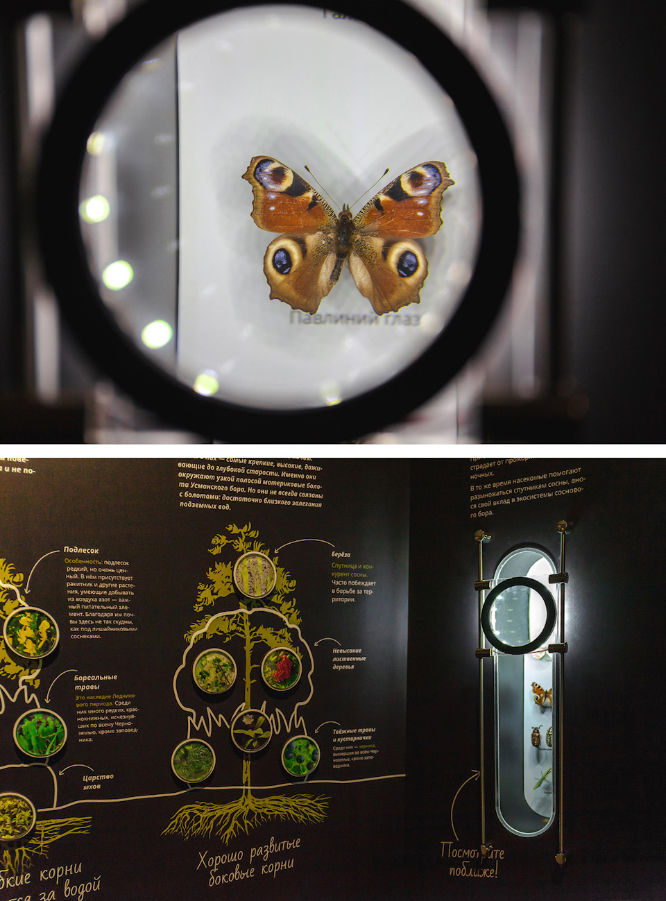 воронежский заповедник история создания. 1e99945s 960. воронежский заповедник история создания фото. воронежский заповедник история создания-1e99945s 960. картинка воронежский заповедник история создания. картинка 1e99945s 960. Липецкая и Воронежская области воронежский заповедник история создания. 1e99945s 960. воронежский заповедник история создания фото. воронежский заповедник история создания-1e99945s 960. картинка воронежский заповедник история создания. картинка 1e99945s 960. Липецкая и Воронежская области