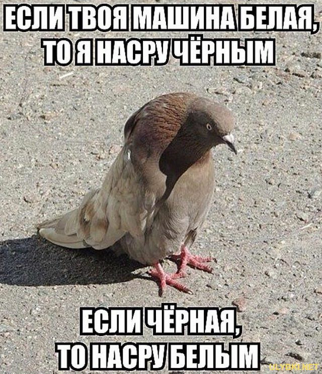 Черно белая птица мем Xaxaa 