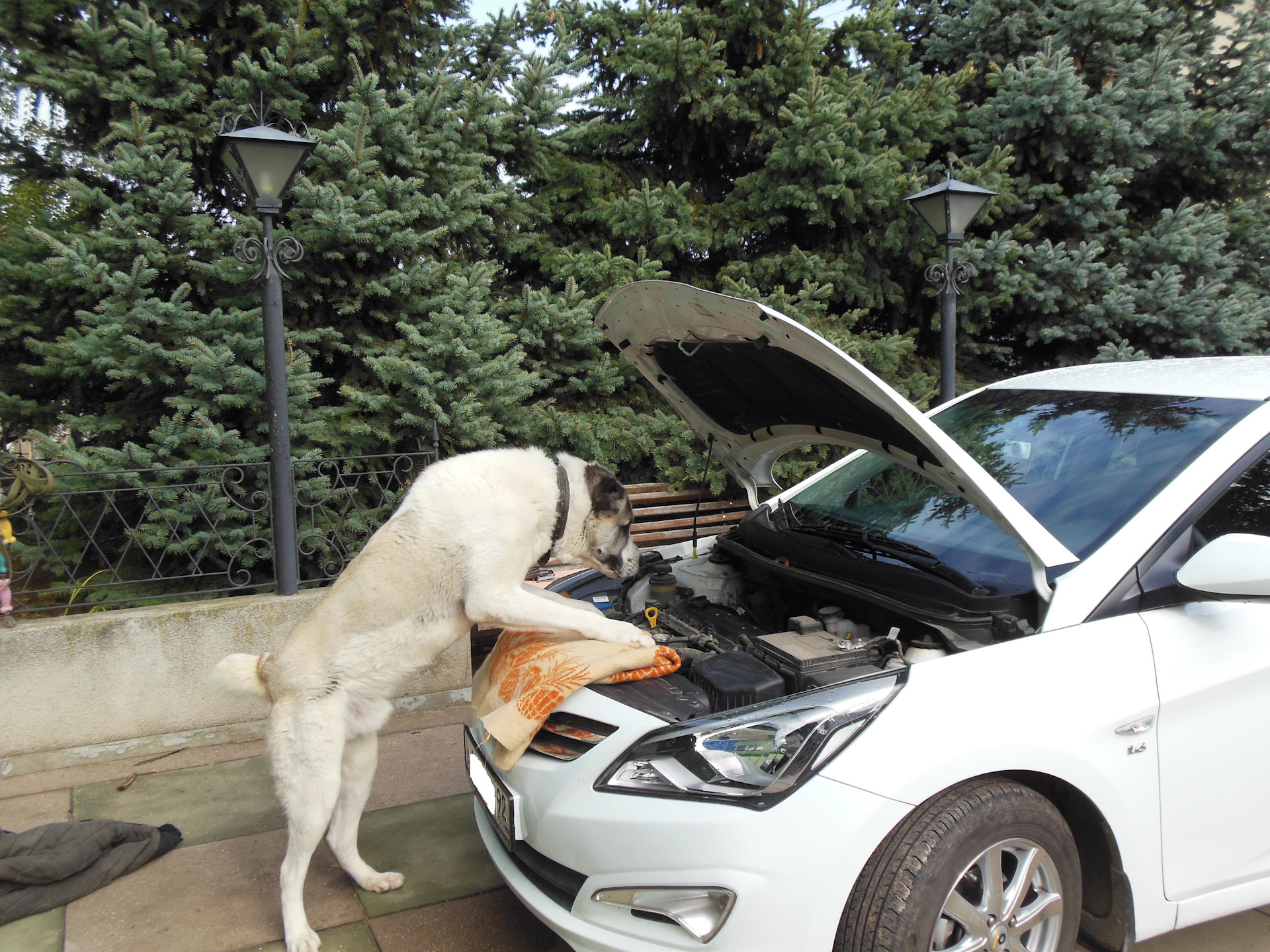 Heartwarming Tale: Beloved Dog Finds Unexpected Passion at the Car Wash, Melting Hearts on Facebook!.D - New Lifes