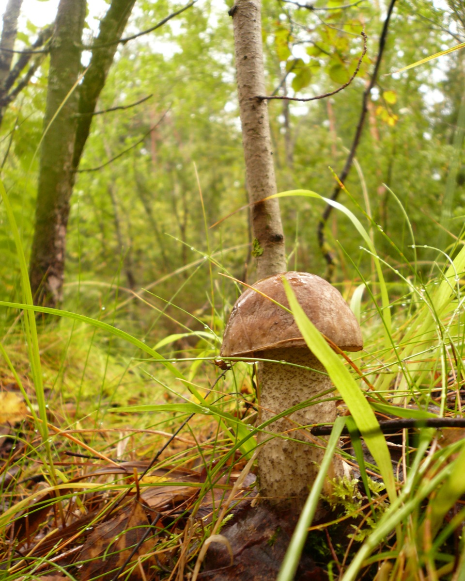 Тихая охота 2. Тихая охота грибы. Тихая охота картинки. Тихая охота в Горном лесу. Совиный лес Тихая охота.