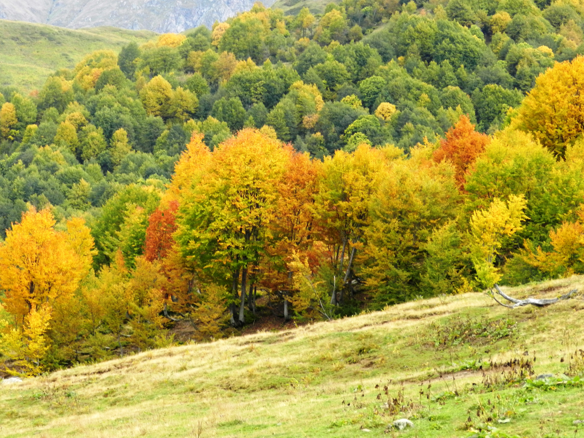 Лес осень перевал Симферополь