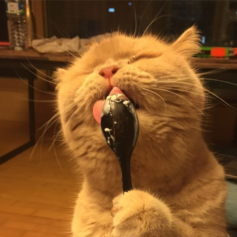 Сытый кот