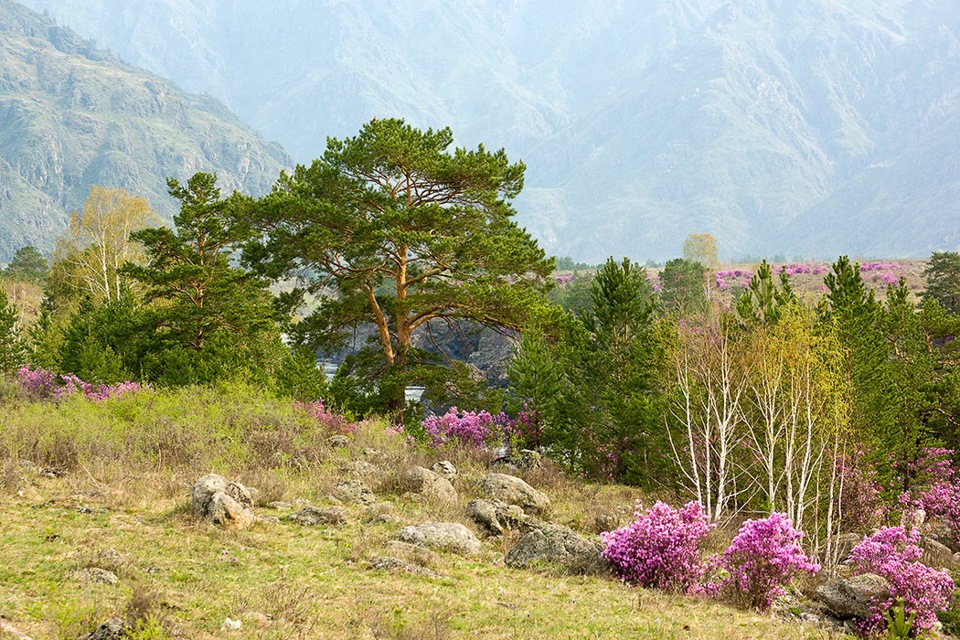 Горный Алтай Чемал маральник