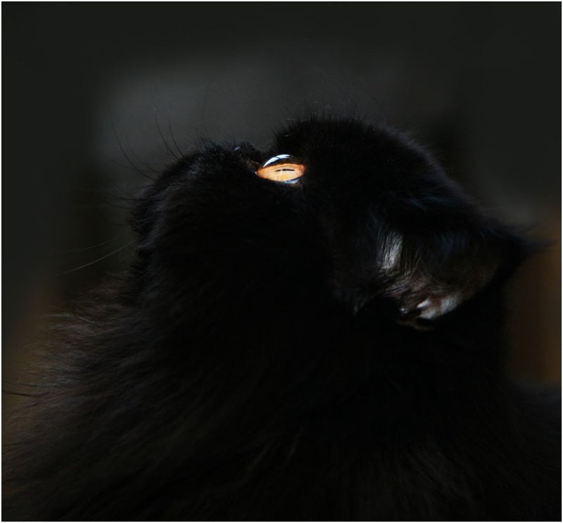 Персидский кот черный