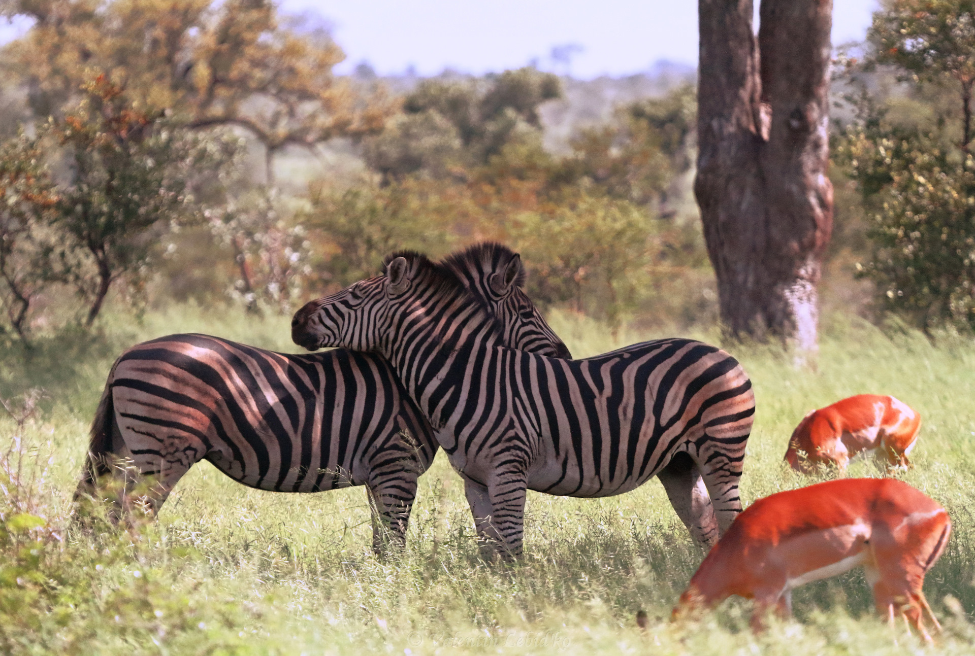 Африки животный география. Национальный парк Крюгер ЮАР. Национальный парк Крюгера в Африке. Фауна национального парка Крюгера. Национальный парк Африки Крюгер животные.