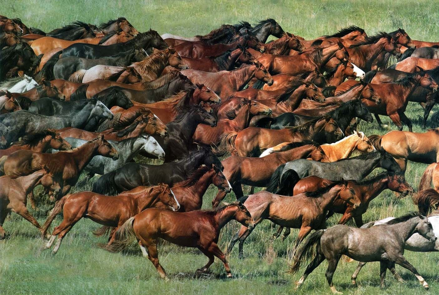табун лошадей картинки