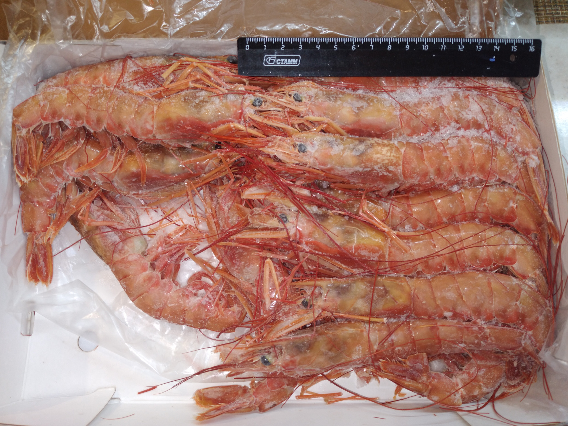 Лангустины живые. Анатомия лангустинов. Калибровка лангустинов