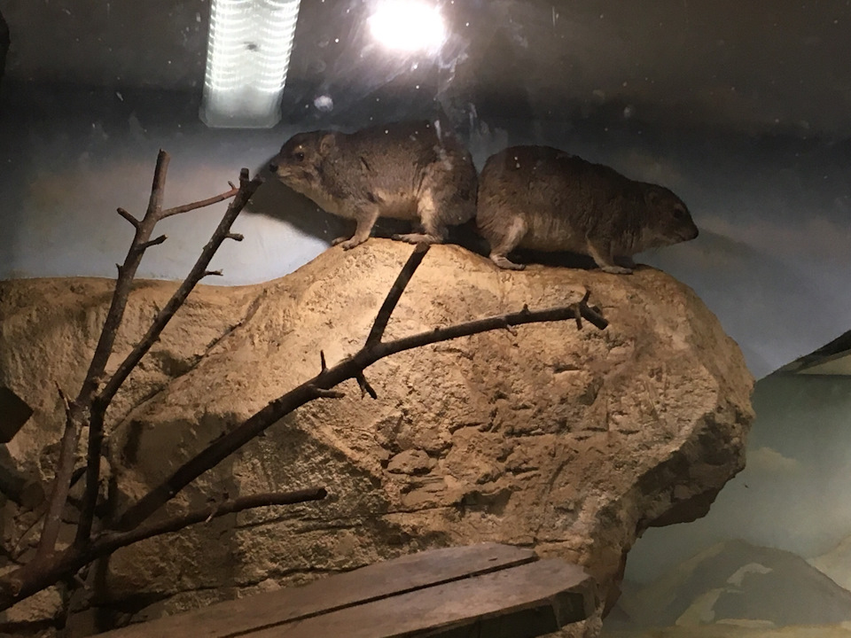 Даманы — Lada Granta