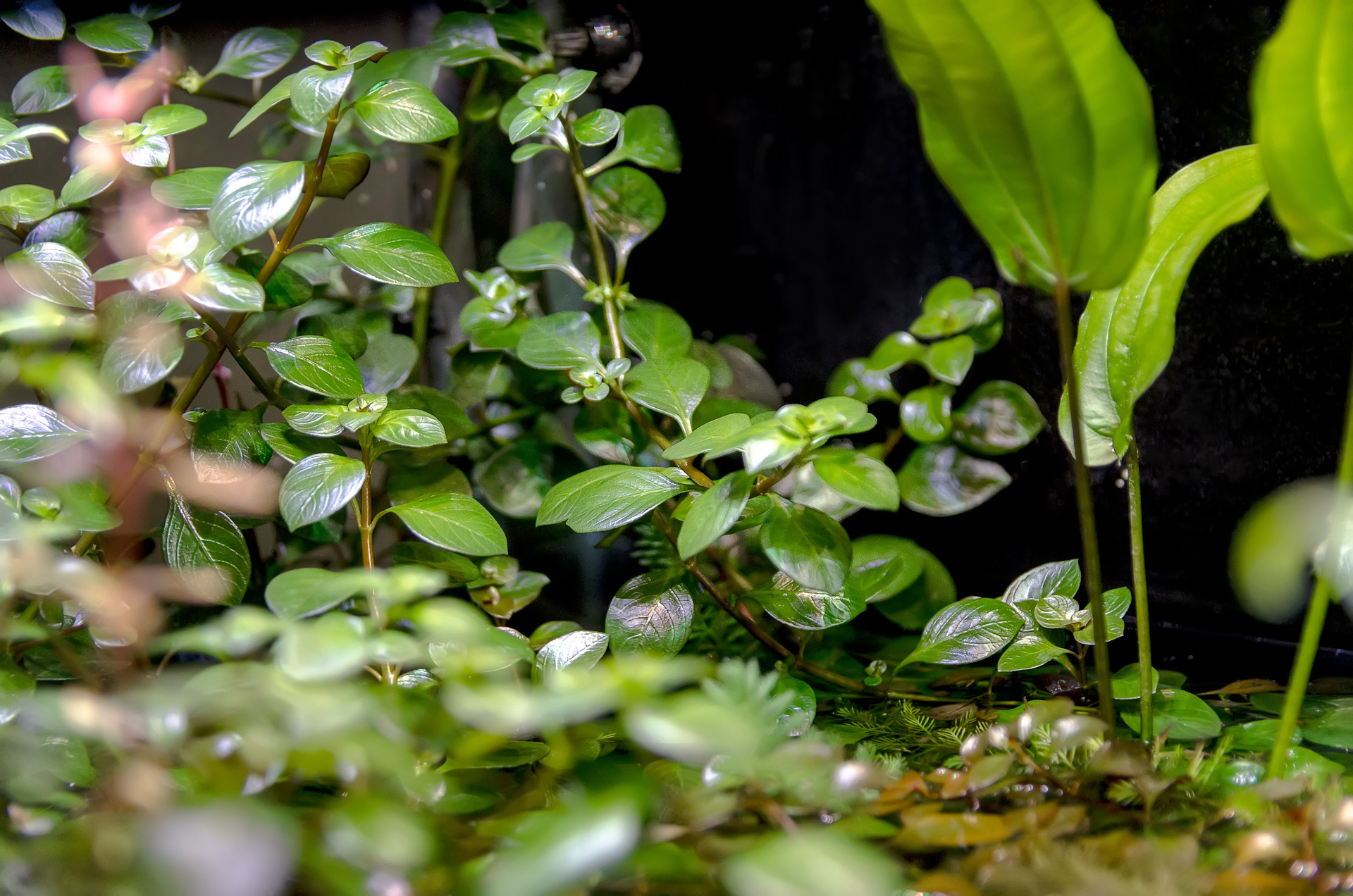 Листья в аквариуме. Надводные листья. Lucky Leaf аквариумные растения. Растение с кучерявыми листьями аквариумное.