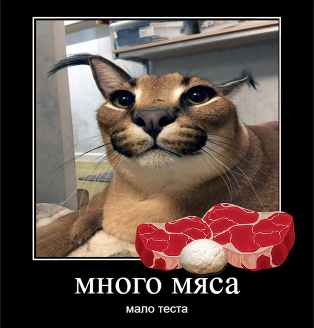 флопа одобряет — SEAT Leon FR (Mk2)