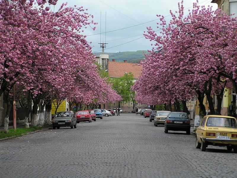 Сакура мукачево фото