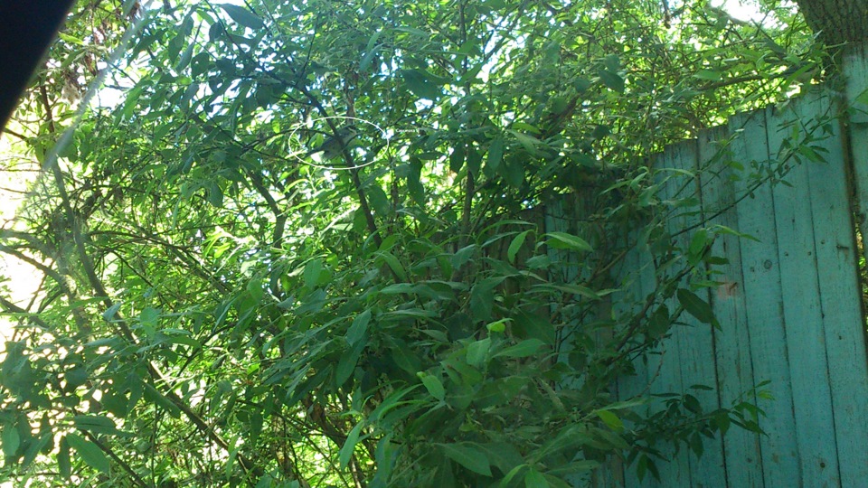 37. Так, просто, пару свежих фоток — Volkswagen Golf Mk6, 1,4 л, 2011