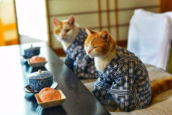 Японский котик