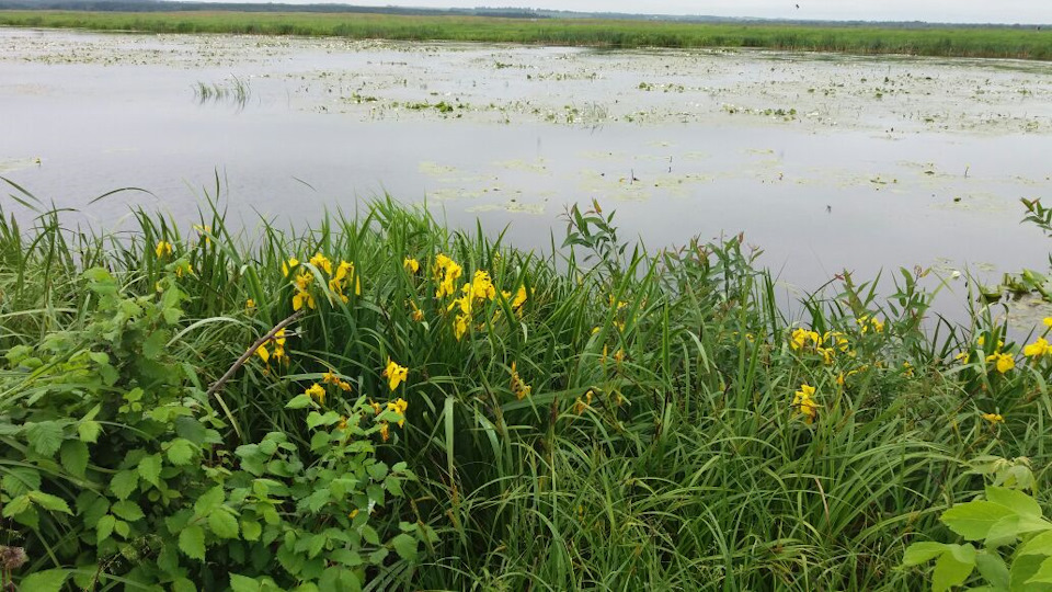 Фото в бортжурнале УАЗ Patriot