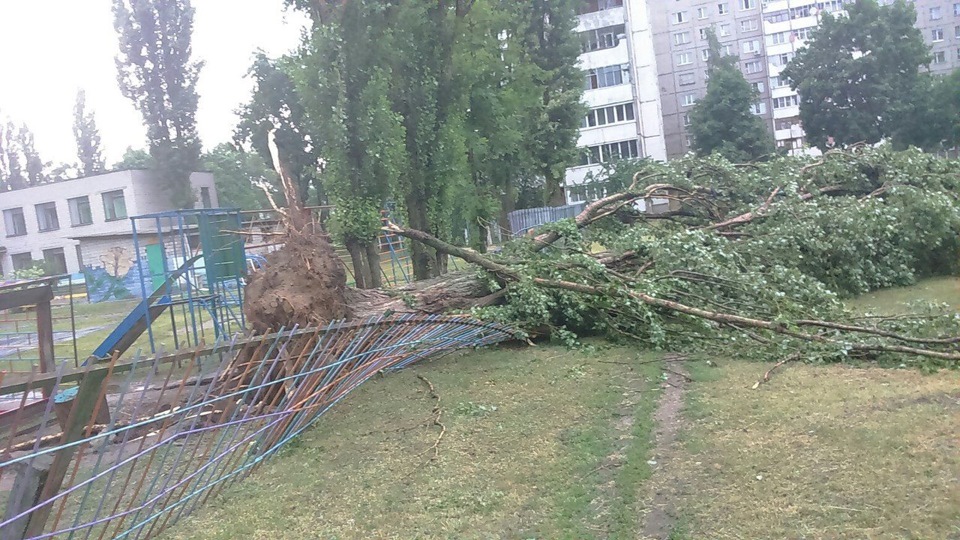 Дерево гомель. Гомель дерево. Ураган в Речице и в Гомеле.