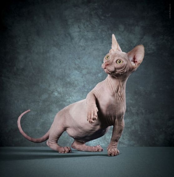 Бамбино - порода кошек