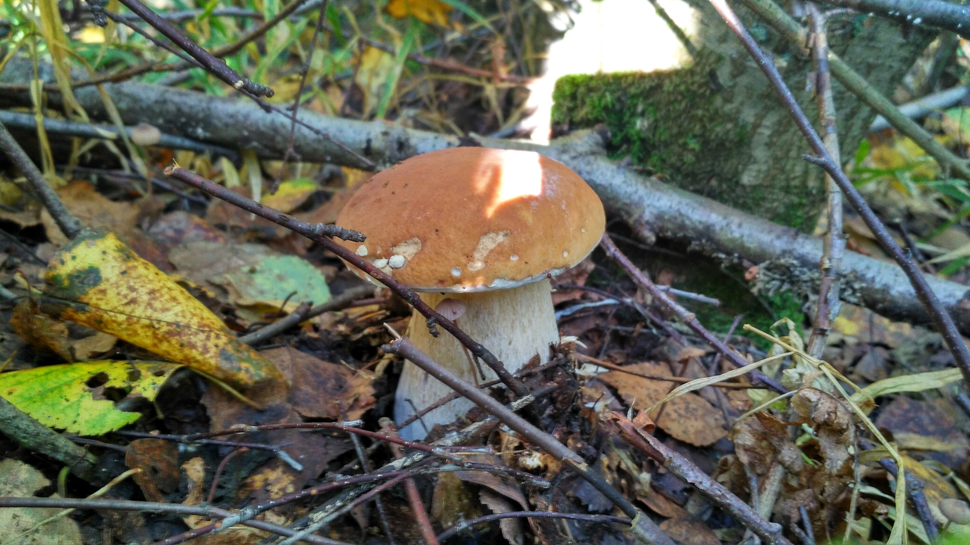 Белые грибы Ярославская область
