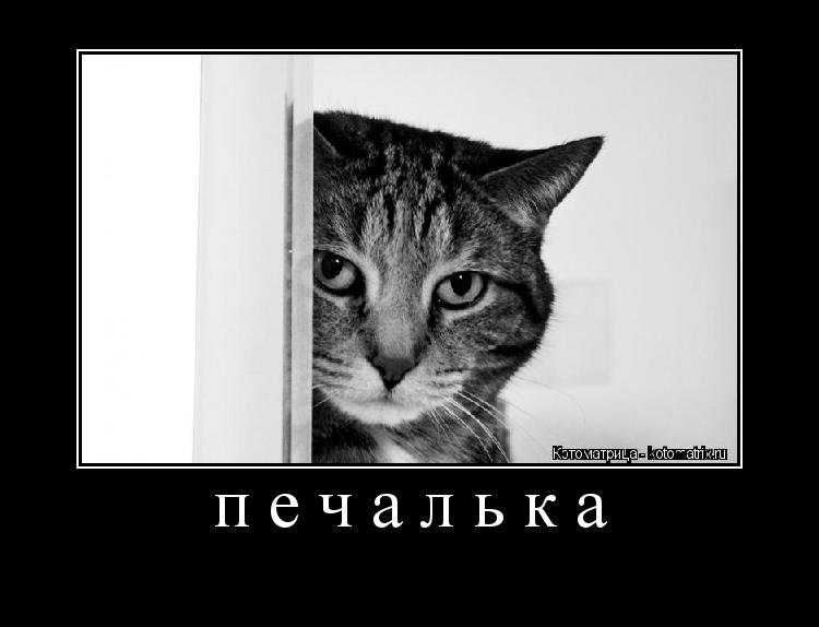 Вместе выгнать. Печалька картинки с надписями. Картинки со словом печалька. Выгнали с работы юмор. Демотиватор кот выселили.