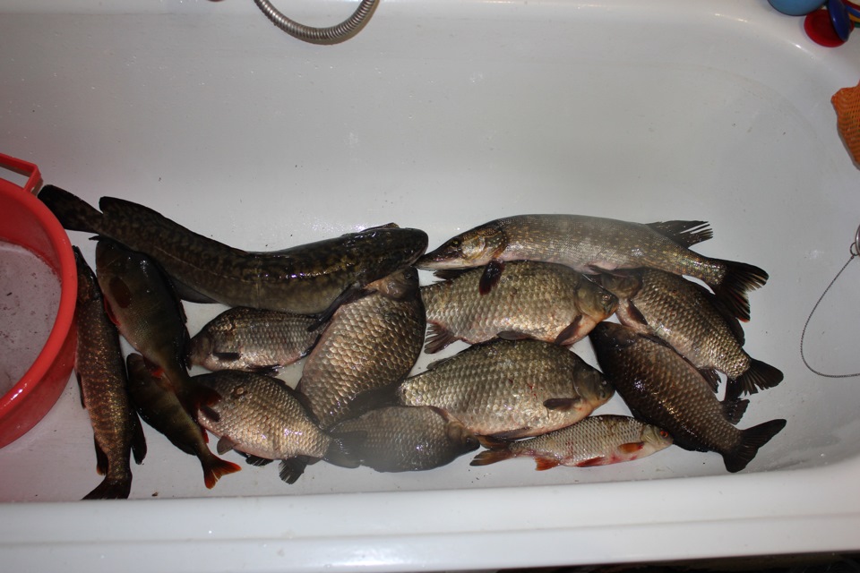 Улов за сегодня — Lada 4x4 5D, 1,7 л, 2006 года | просто так | DRIVE2