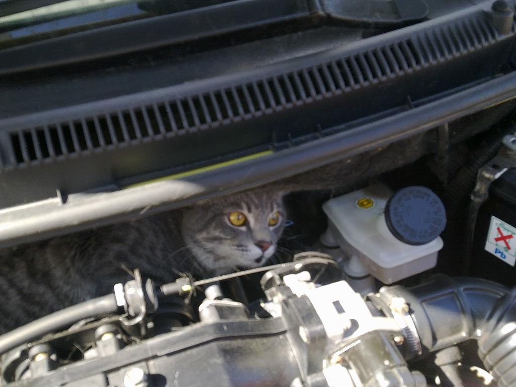 Кошка под капот. Котенок под капотом машины. Кошка на капоте машины. Кот залез под капот машины. Котенок залез под капот.