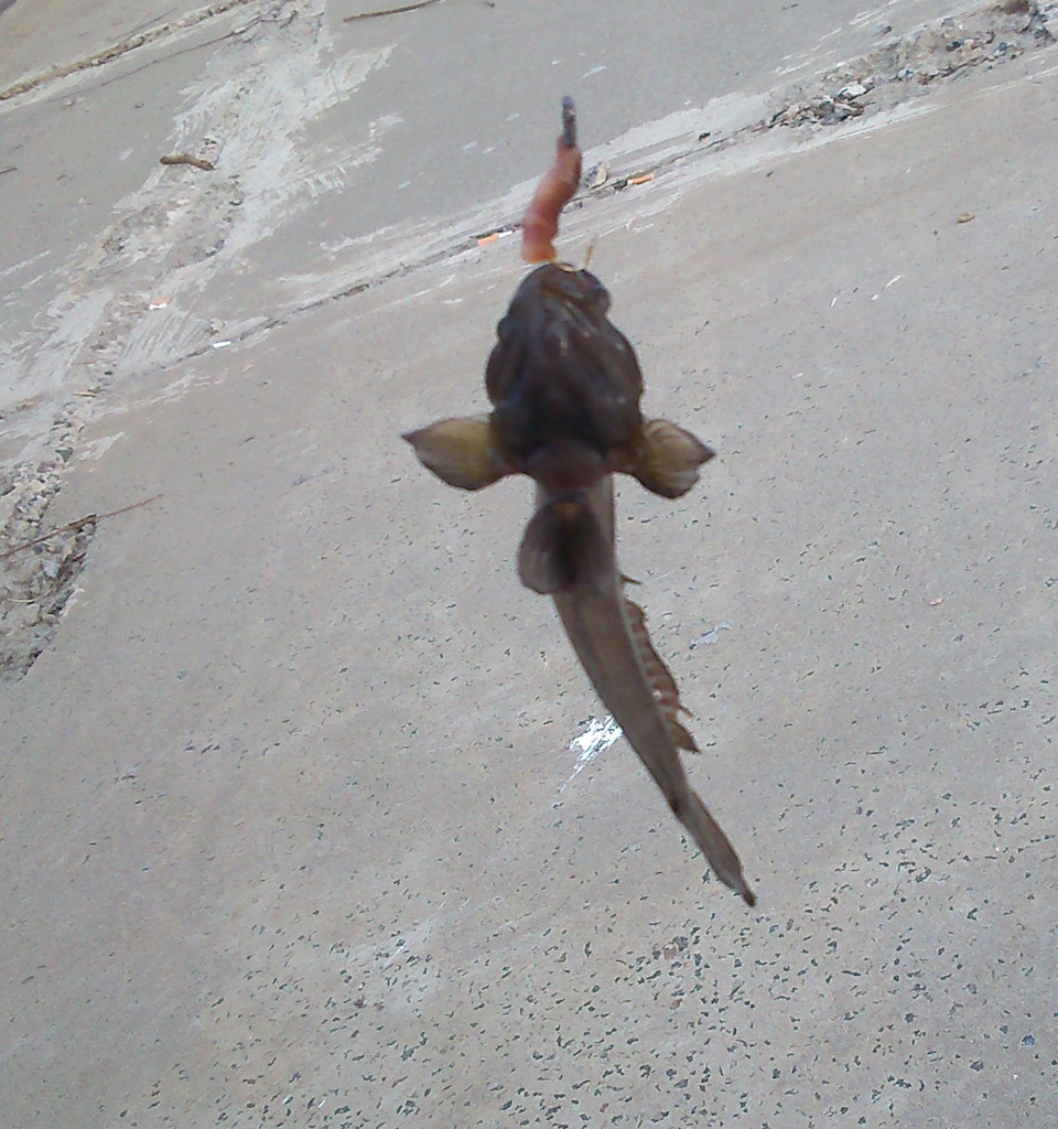 Подключение антенны на рено сандеро