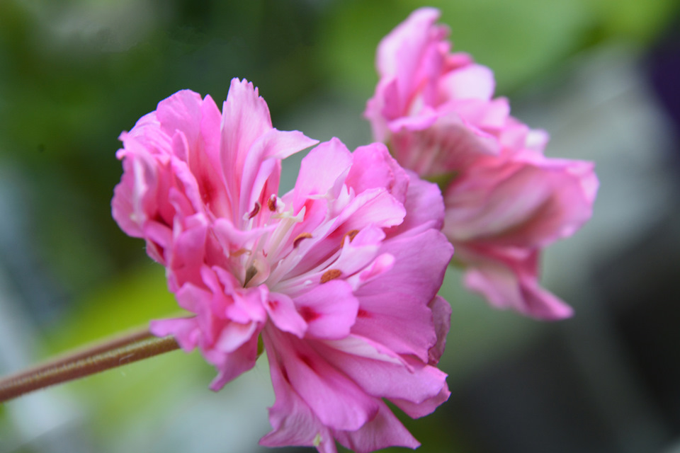 Цветочное настроение — Сообщество «Фотоальбом Драйва» на DRIVE2