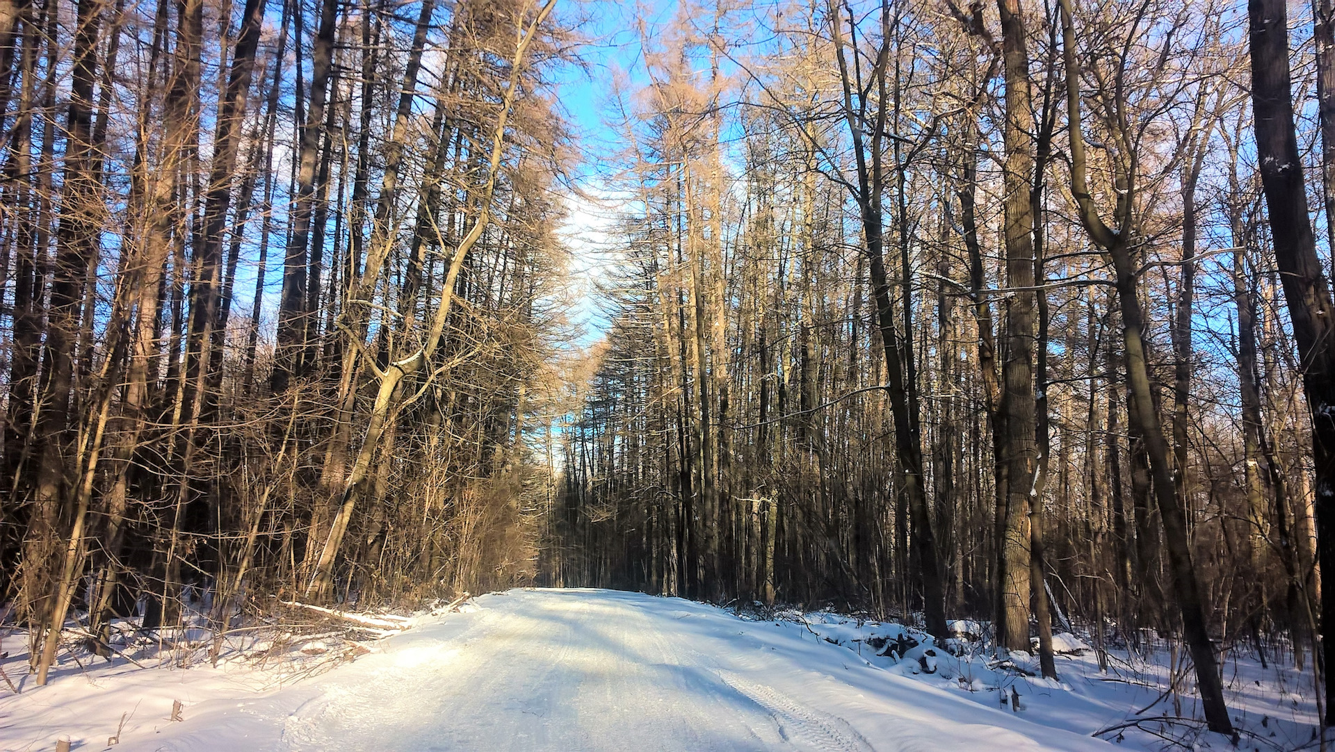 Роща кукуй. Дубрава дубовая роща. Урочище дубрава новая усмань. Березовая роща химинститут тверь. Роща кукуй.