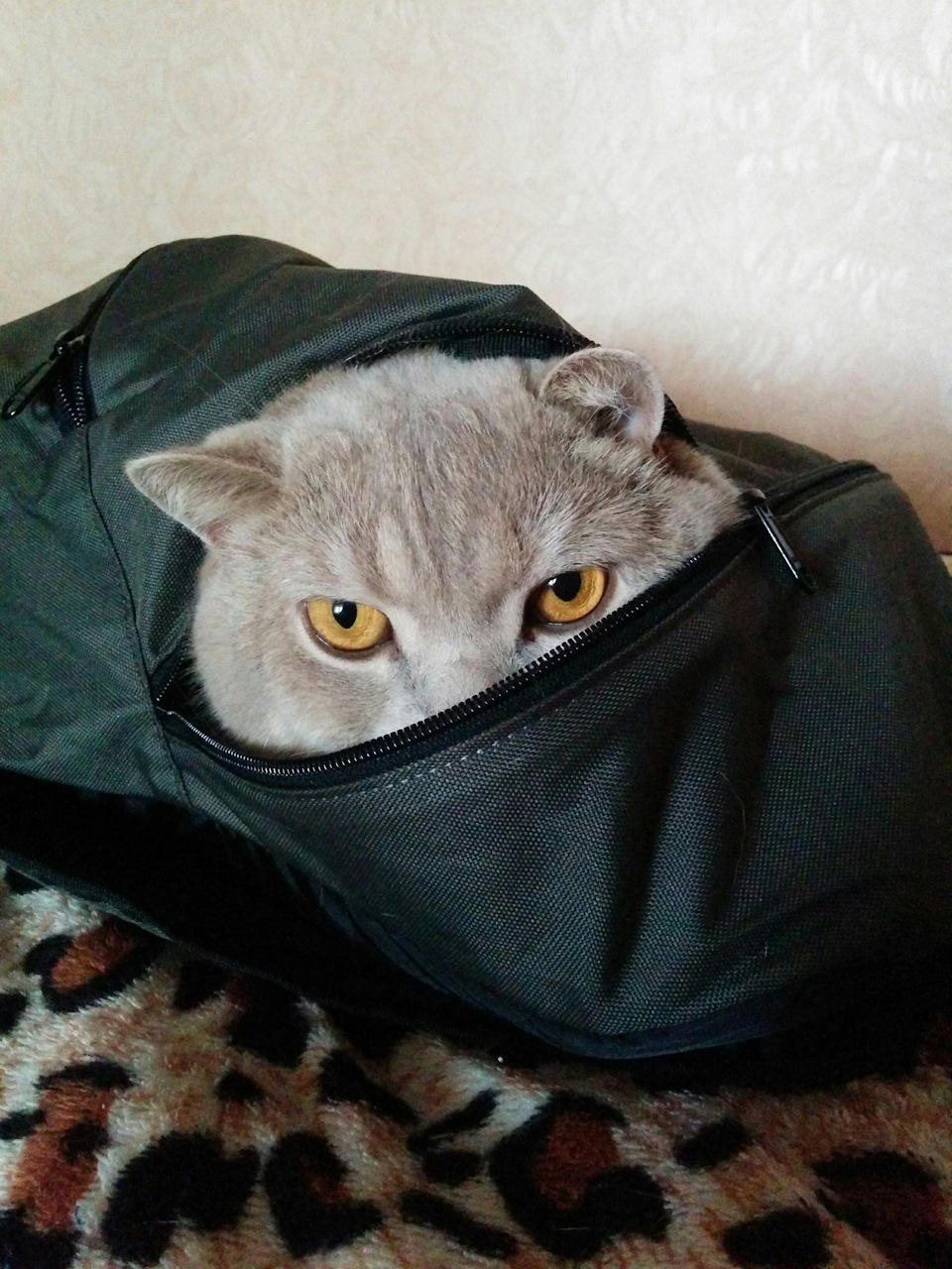 Кот в мешке…ой, нет, в рюкзаке — KIA Rio 5-door (3G)