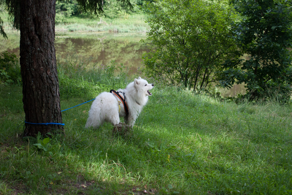 2511999s 960 догтреккинг это что такое