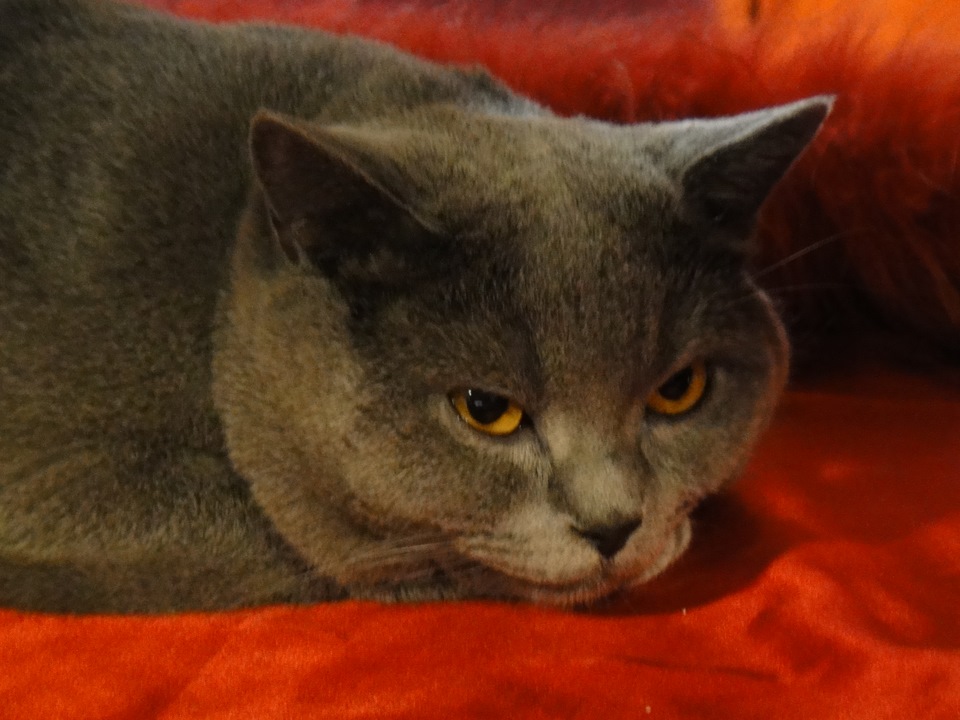 Кот Епифан в отпуске. Байки кота.:-) — Сообщество «Зверьё Моё» на DRIVE2