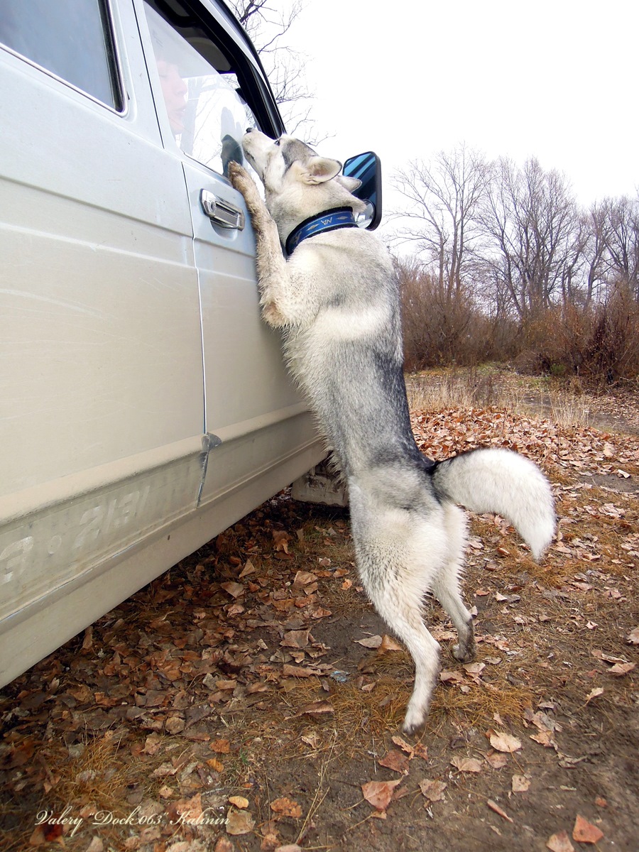 Хаски в машине — Сообщество «Siberians Husky» на DRIVE2