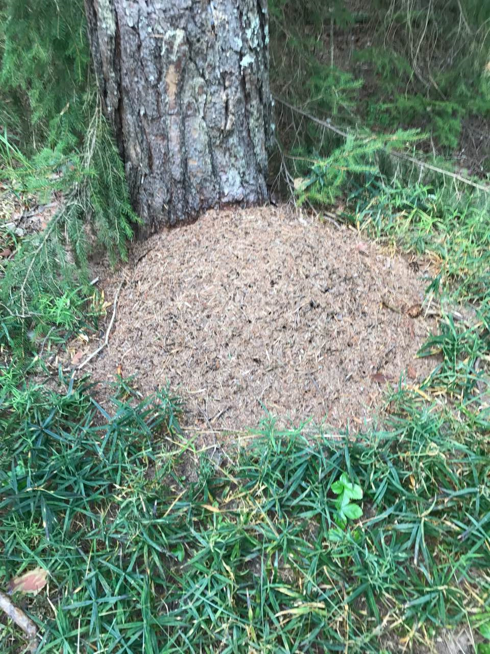 Много муравейников. Муравейник в лесу. На участке много муравейников. Муравейники в Ленинградской области.