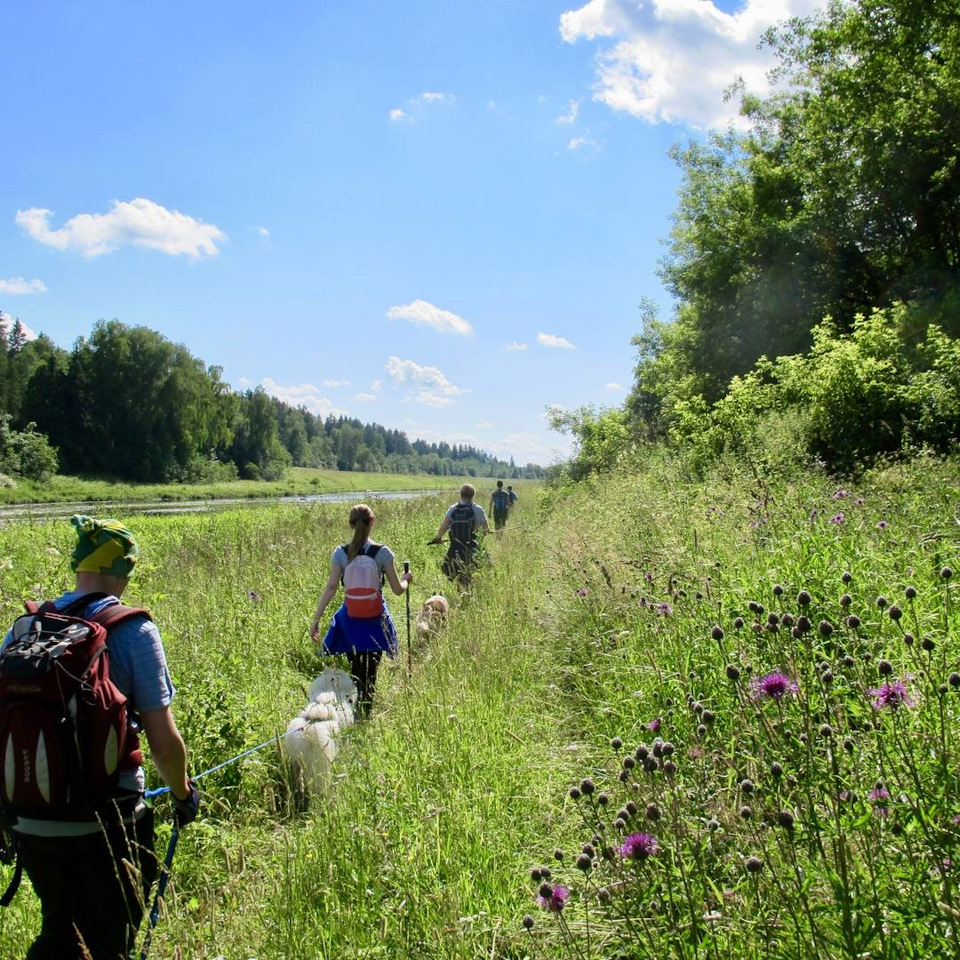 25d1999s 960 догтреккинг это что такое