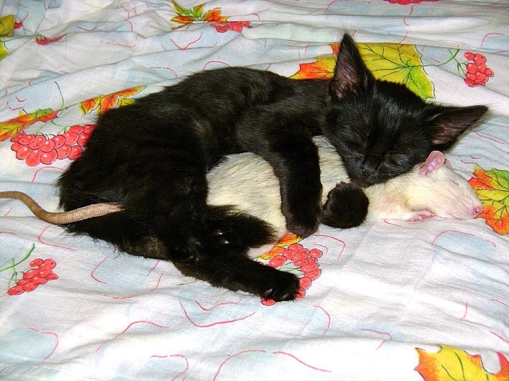 Кошка черная во сне