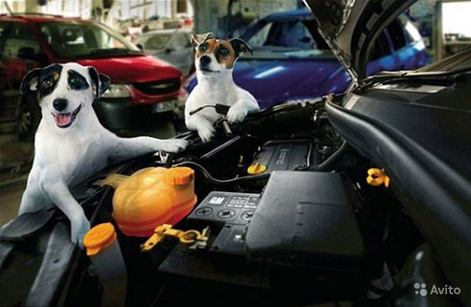 Кот механик. Собака автомеханик. Смешные животные в машине. Собака за рулем. Собака в машине.