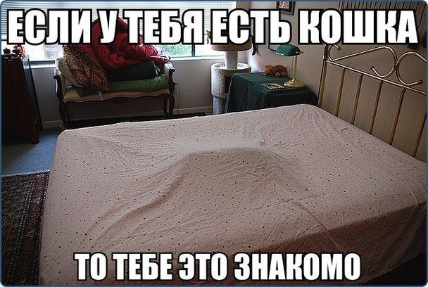 Смешные картинки кровать