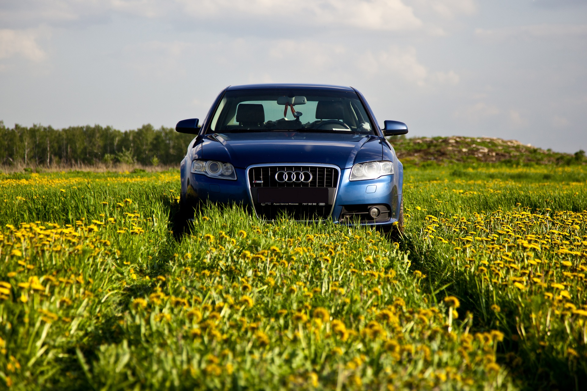 Фотосессия в одуванчиках — Audi A4 (B8), 2 л, 2009 года | фотография |  DRIVE2