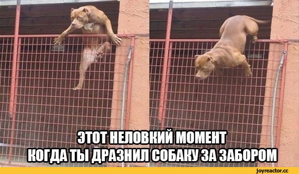 Собака за забором мем