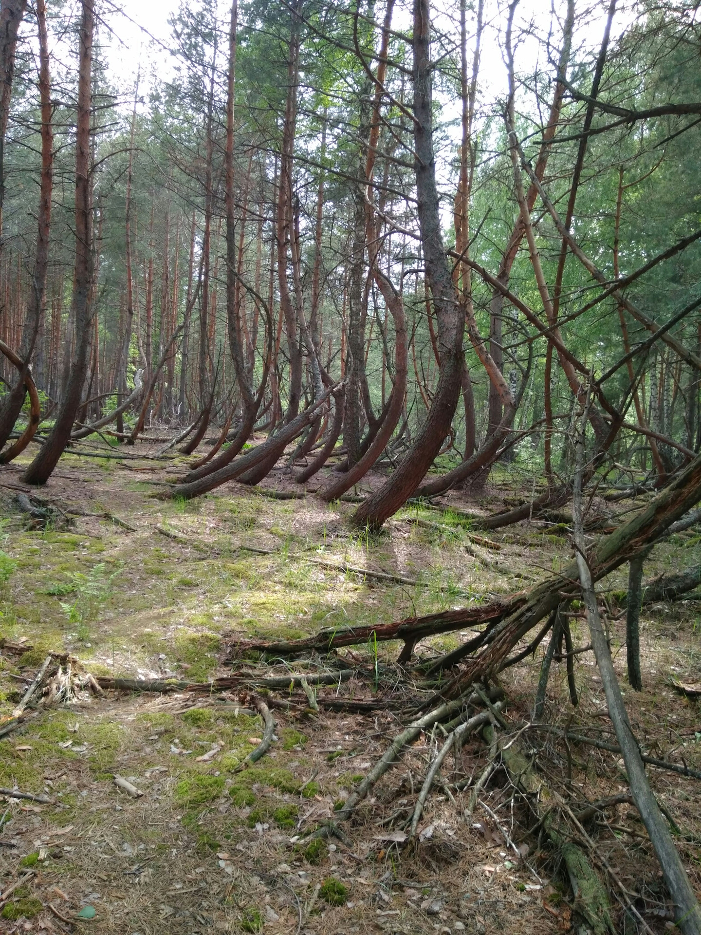Ведьмин лес Рязань