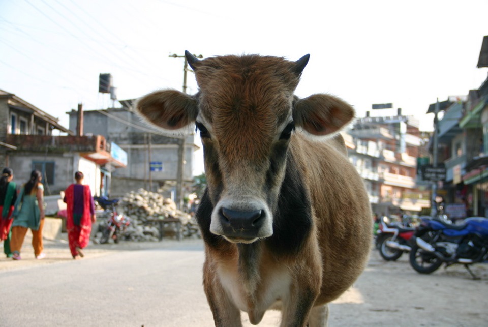 To lay low in Nepal Part 1