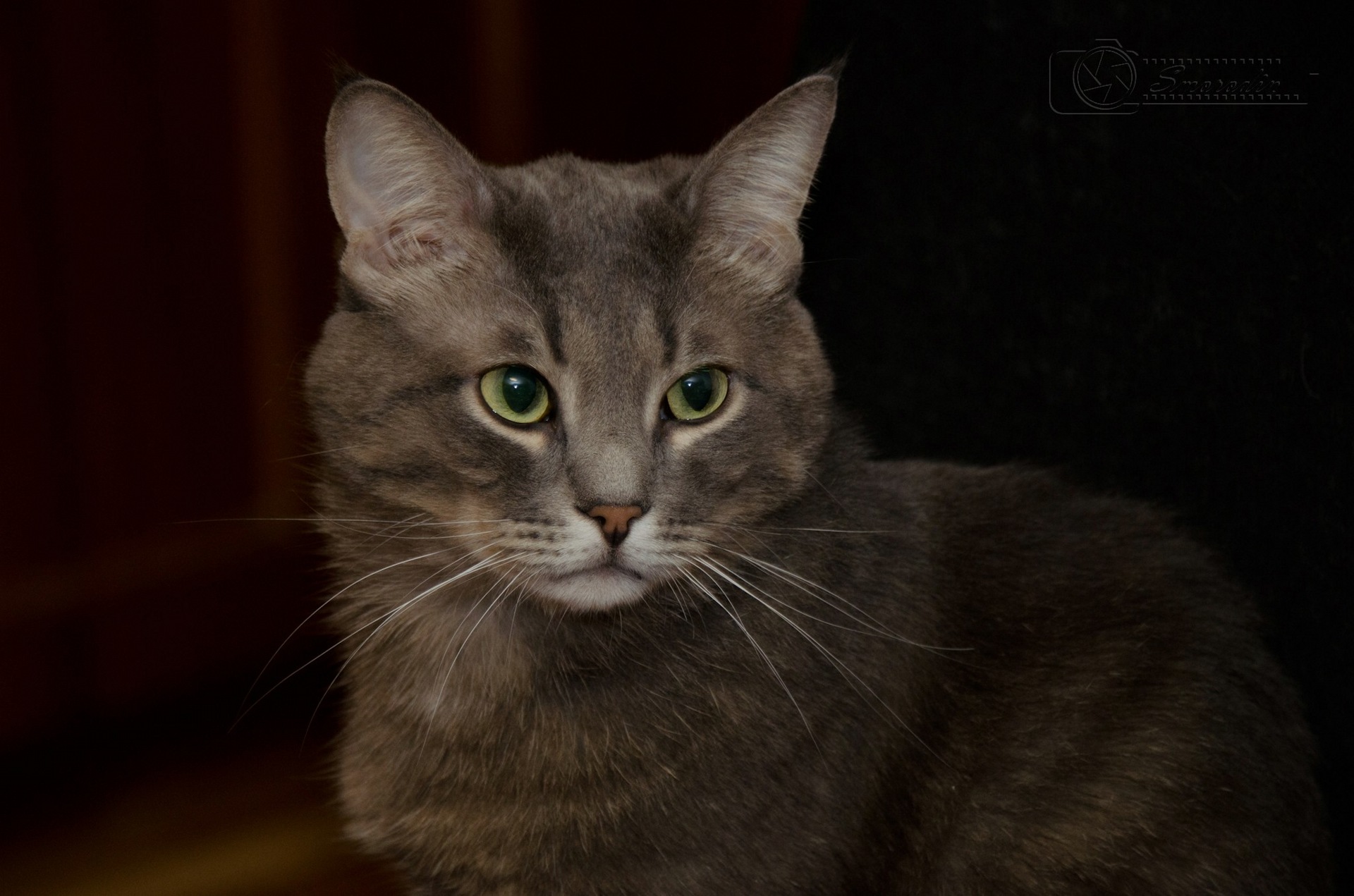 27735eu 960 операция ы тренировка на кошках