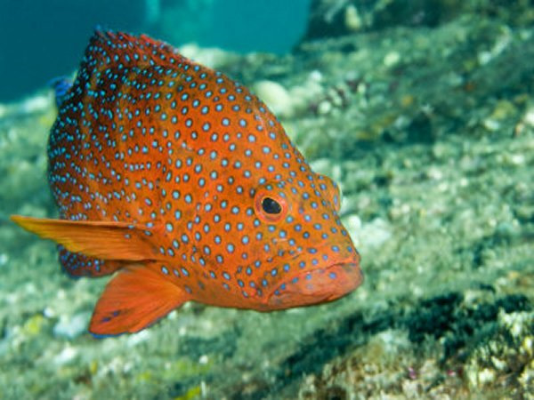 Cristobal pesce. Групер рыба в Индонезии. Картинки рыб Индонезии. Grouper Fish Bali. Домен рыб.