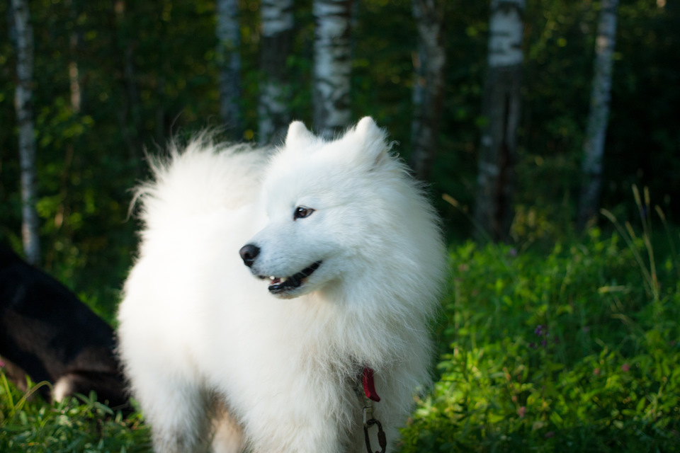 2891999s 960 догтреккинг это что такое