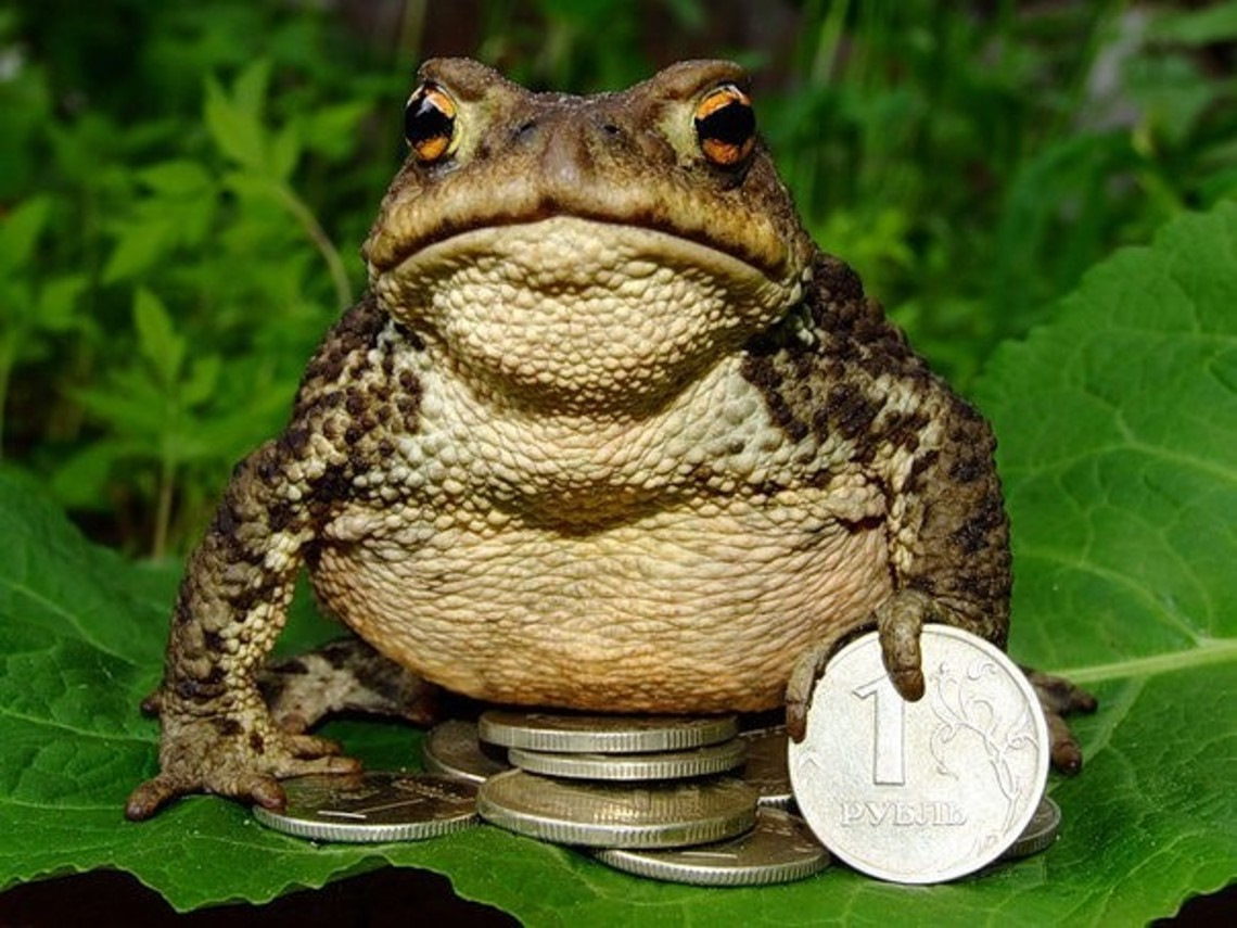 Лохотрон лягушка. Жаба. Крутая лягушка. Лягушка сидящая. Жадная жаба.