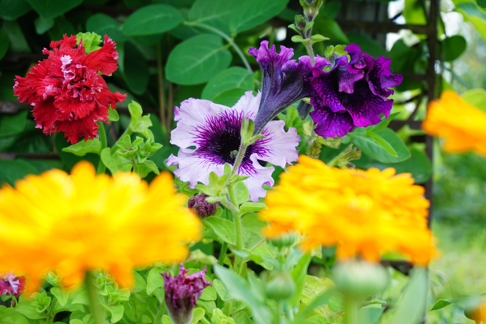 Фото в бортжурнале Nissan Murano II